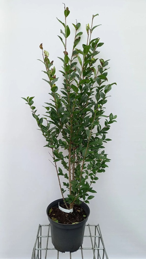 Ligustrum ovalifolium - pot 10L - 100-125 cm