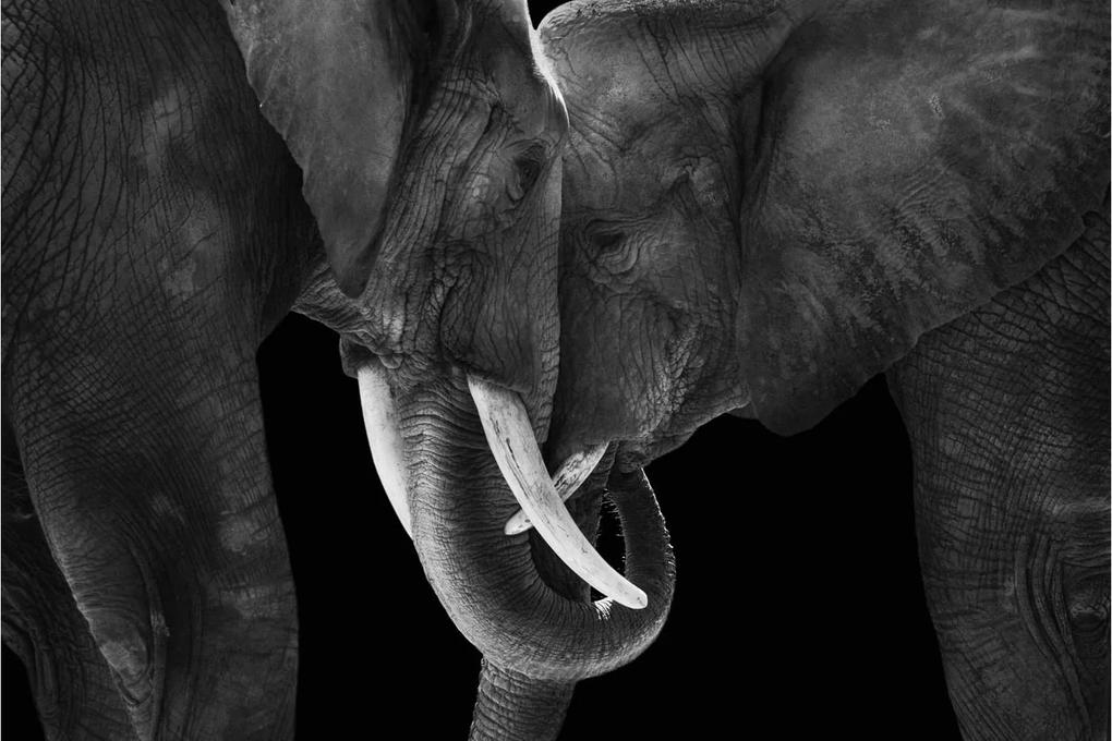 Goossens Schilderij Portrait Of Elephants, Plexiglas 150x100cm