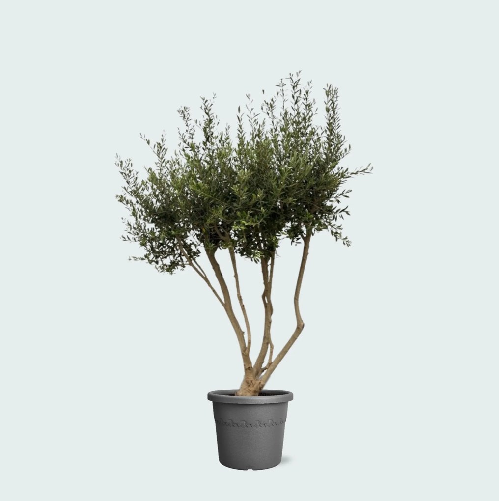 Olea Europaea Cultivo vertakt XXL - 210cm