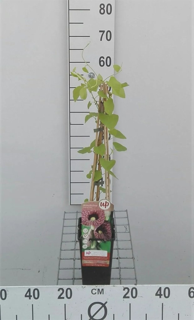 Aristolochia macrophylla - pot - 50-60 cm