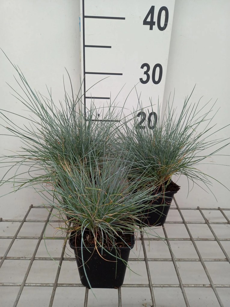 Festuca ovina - pot 9x9 cm -