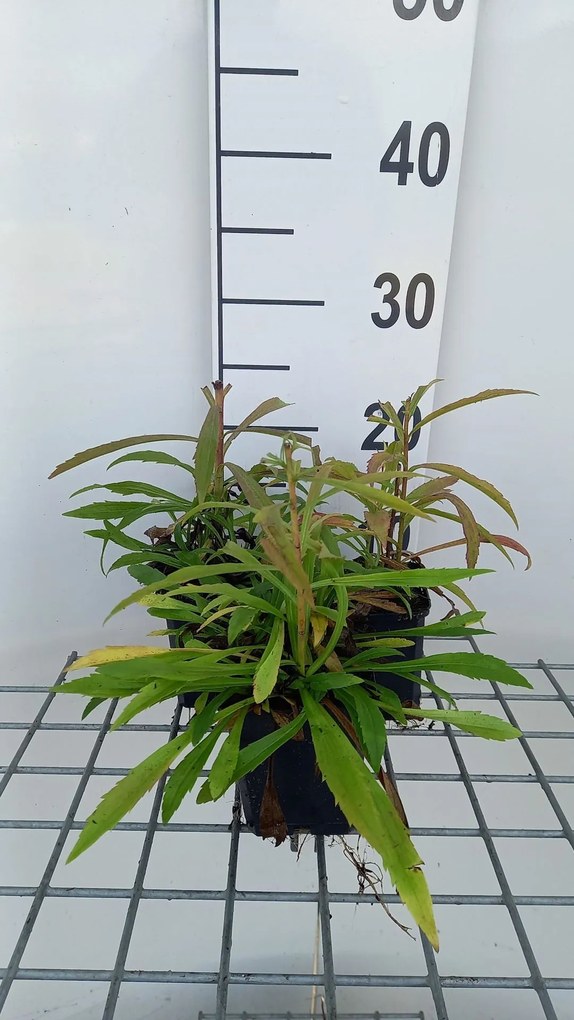 Solidago 'Loysder Crown' - pot 9x9 cm
