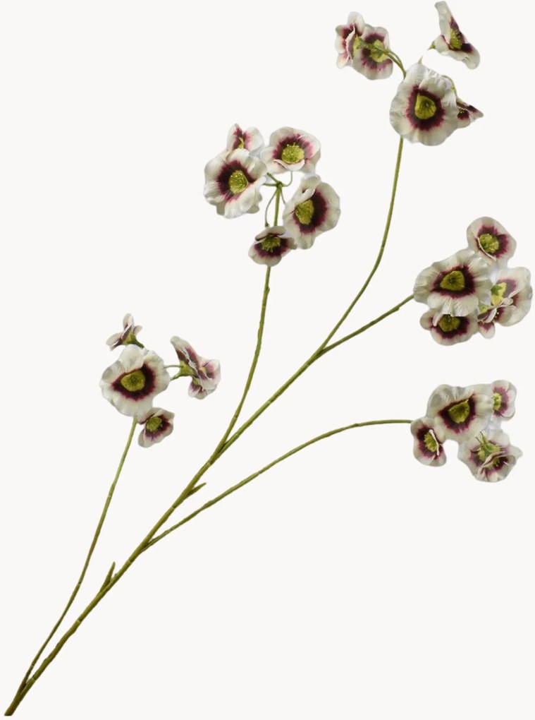 Leucocoryne tak
