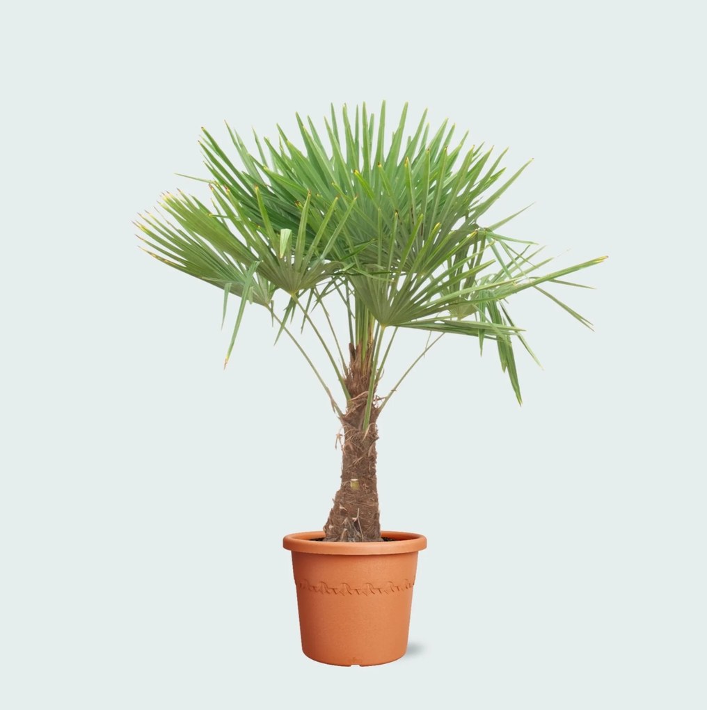 Trachycarpus Fortunei  - 180cm