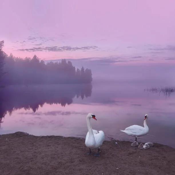 Kunstfotografie Mute swans with cygnets, Milamai, (40 x 40 cm)