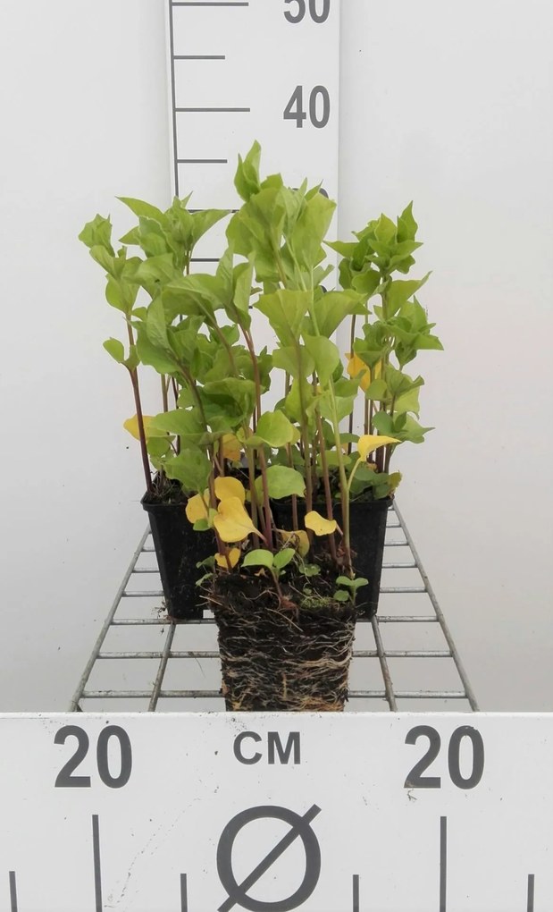 Physalis alkekengi var. franchetii - pot 9x9 cm -