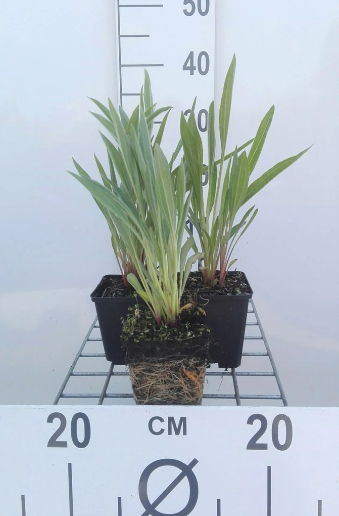 Echinacea pallida - Zonnehoed - pot 9x9 cm -