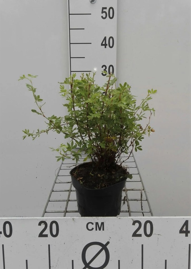 Potentilla fruticosa 'Abbotswood' - pot 1,3L - 20-25 cm