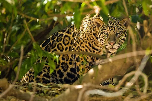 Foto Jaguar, McDonald Wildlife Photography Inc.