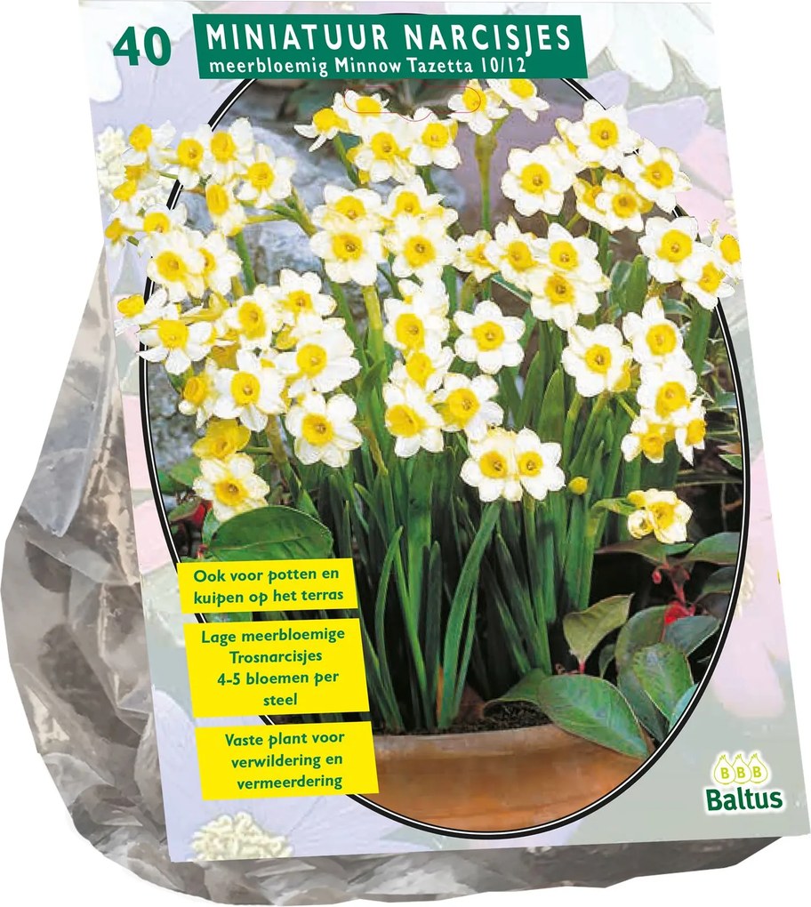 Baltus 'Narcis Mini Minnow' - voorjaarsbloeiers - 40 bollen