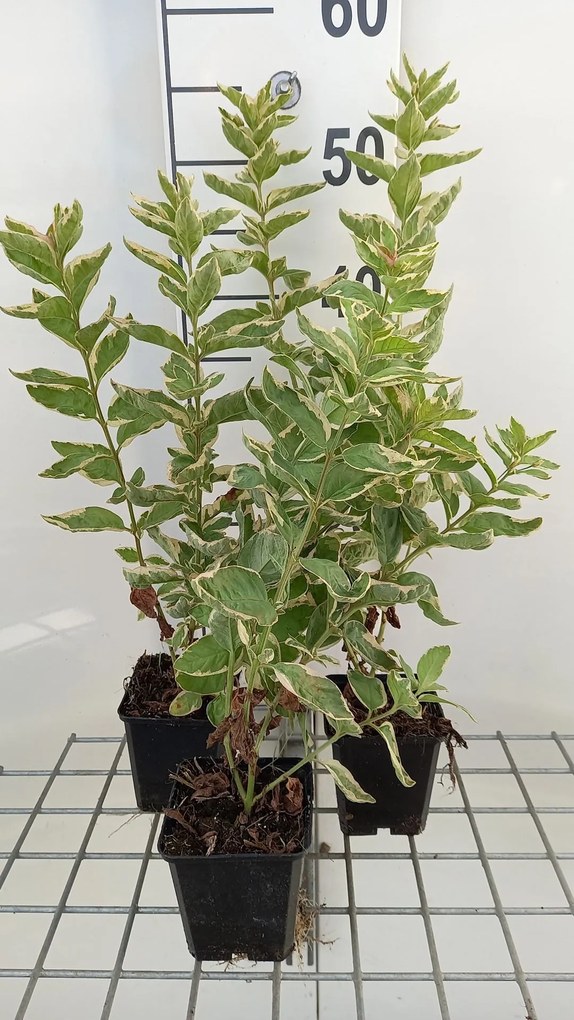 Lysimachia punctata 'Alexander' - pot 9x9 cm -