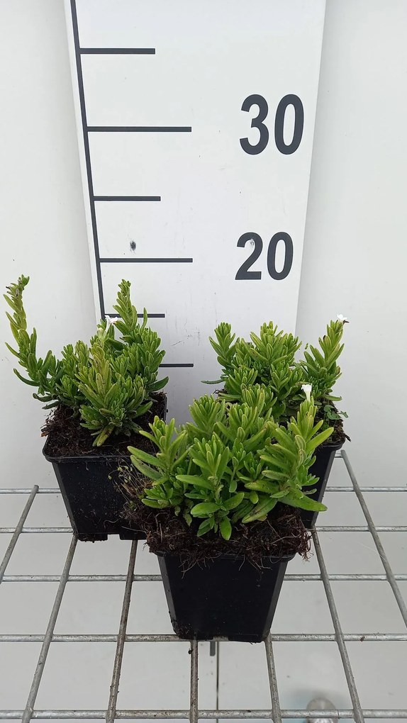 Lithodora diffusa 'Alba' - pot 9x9 cm