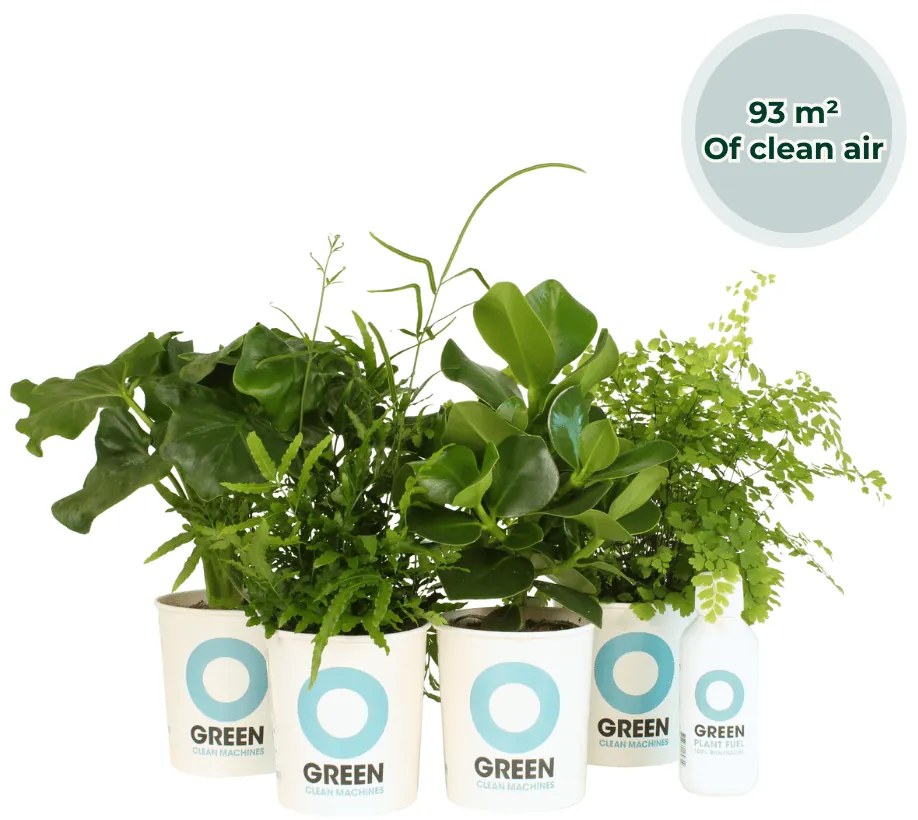 Ogreen - South America