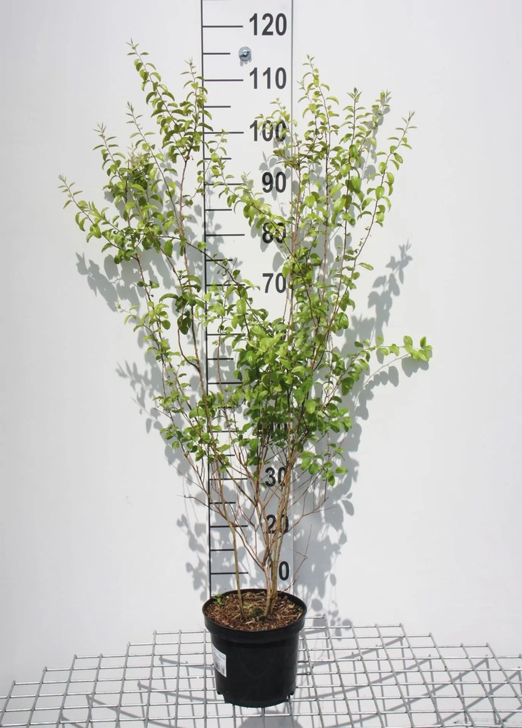 Spiraea prunifolia - pot 3L - 40-60 cm