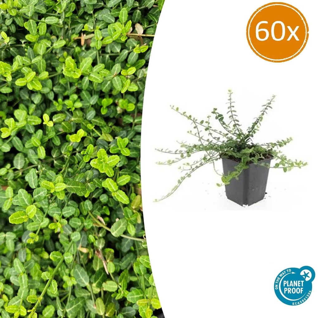 Euonymus fortunei 'Minimus' - 20cm