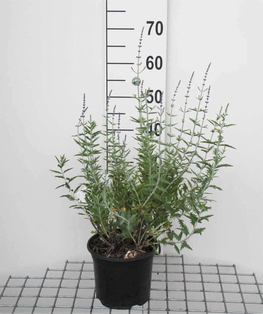 Perovskia 'Blue Spire' - pot - 30-40 cm