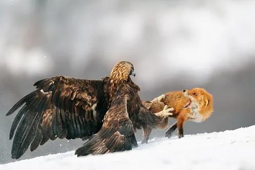 Golden eagle and Red fox