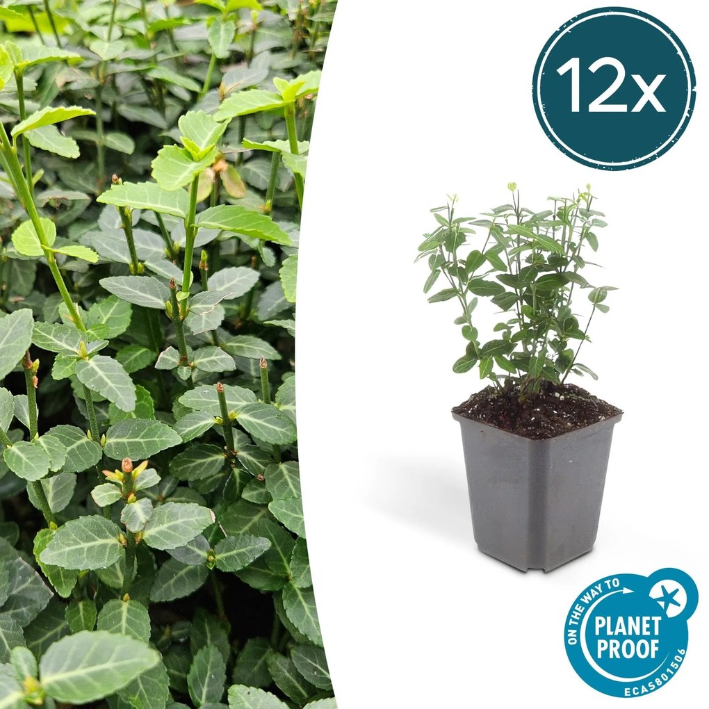 Euonymus fortunei radicans - 20cm