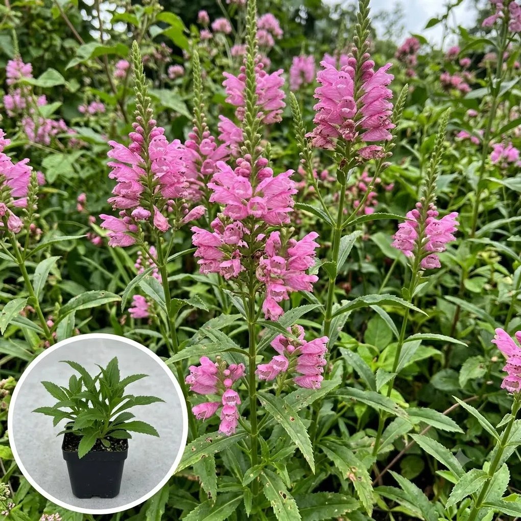 Physostegia virginiana 'Rosea' - pot 9x9 cm -