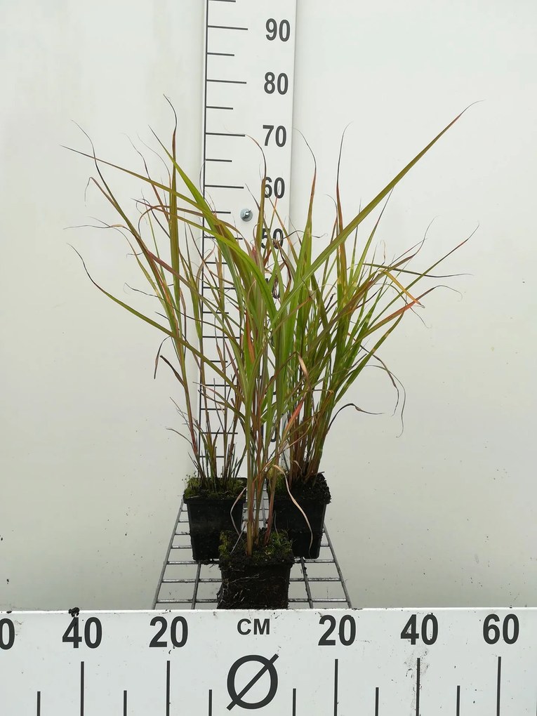 Miscanthus sinensis 'Zebrinus' - pot 9x9 cm -