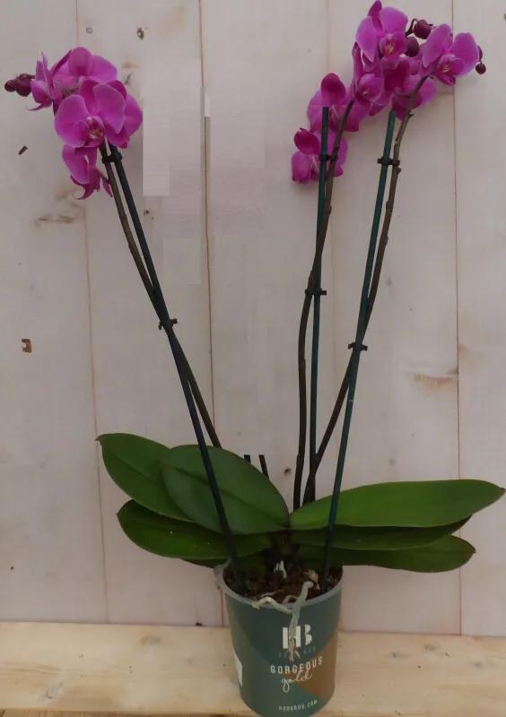 Kamerplant Vlinderorchidee phalaenopsis roze 3 takken