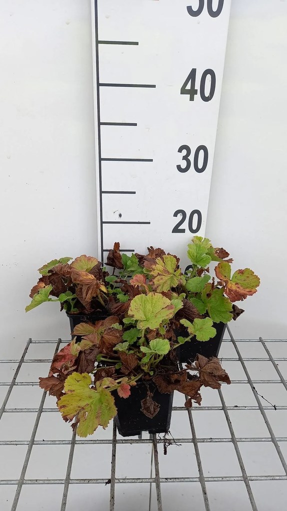 Geum 'Lemon Drops' - pot 9x9 cm