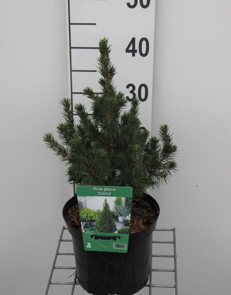Picea glauca 'Conica' - pot - 30-40 cm -