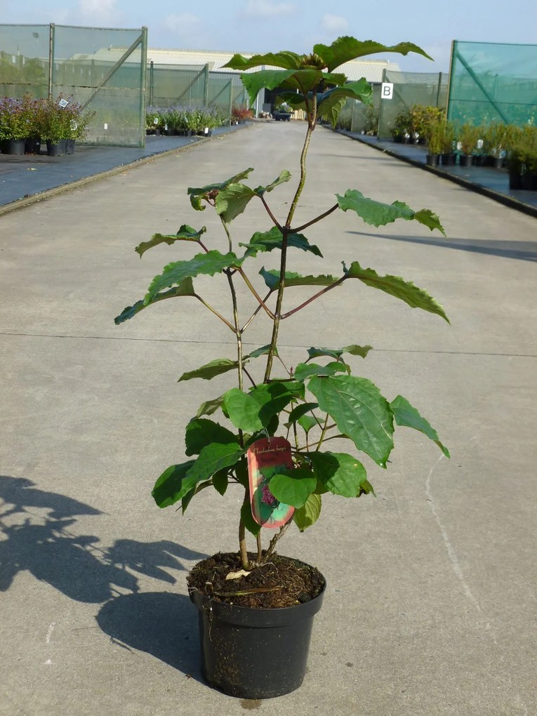 Clerodendrum bungei - pot - 40-60 cm -