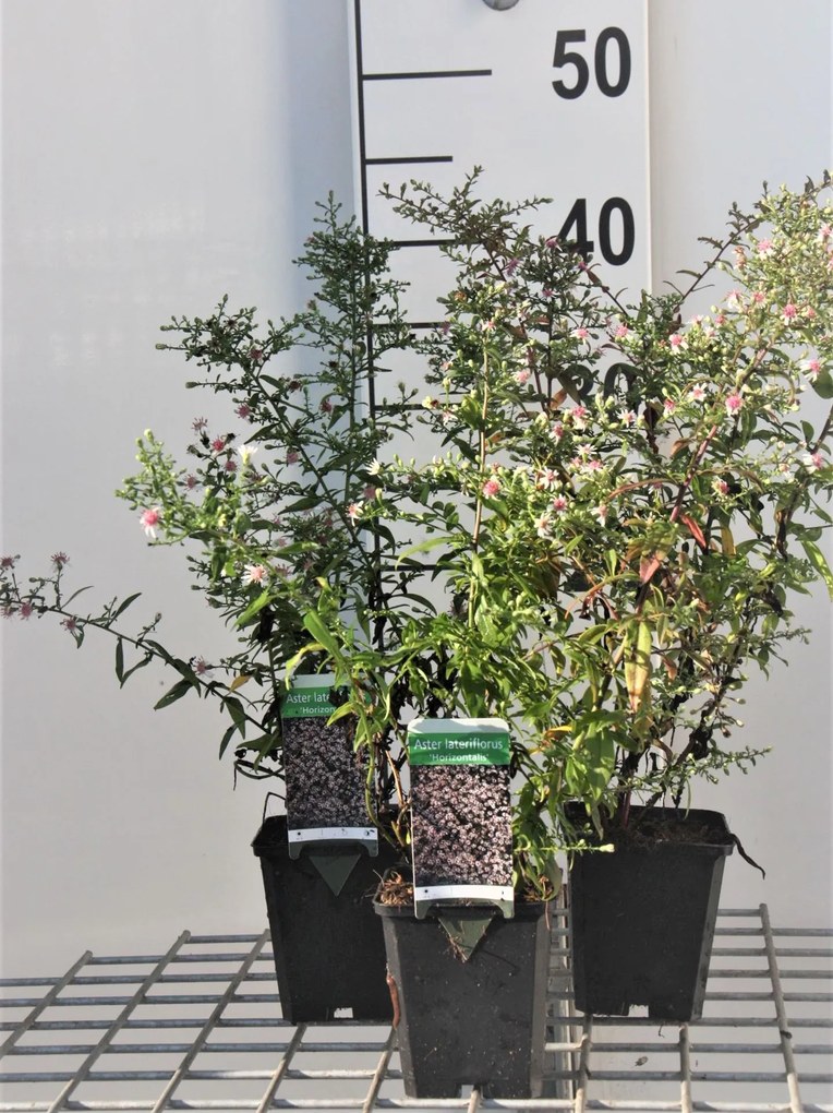 Aster lateriflorus 'Horizontalis' - pot 9x9 cm