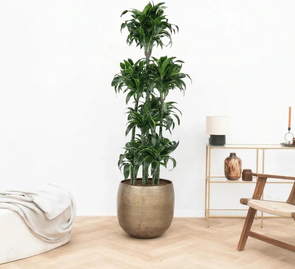 Dracaena Fragrans  Dorado carrousel - 180 cm