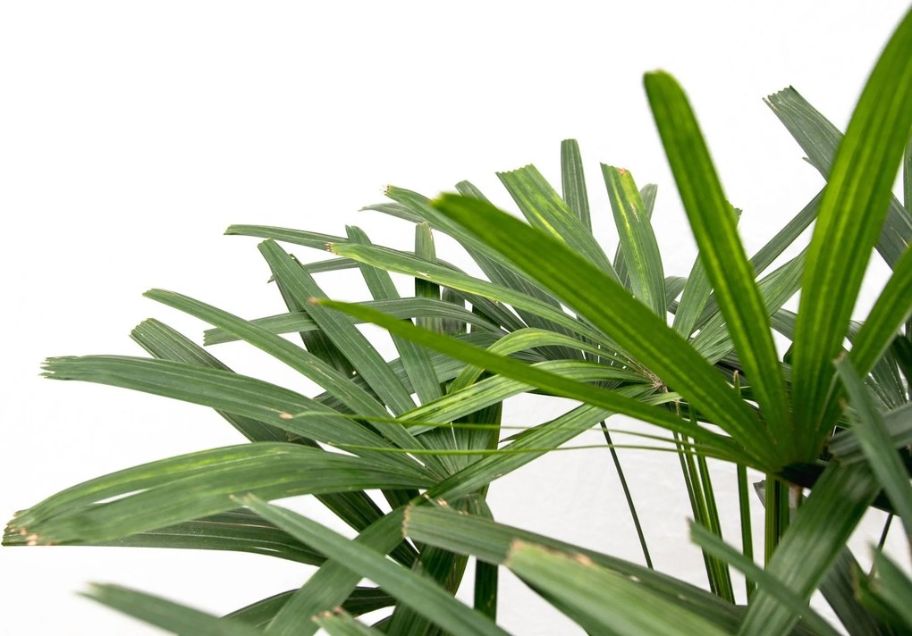 Rhapis Excelsa - 130cm