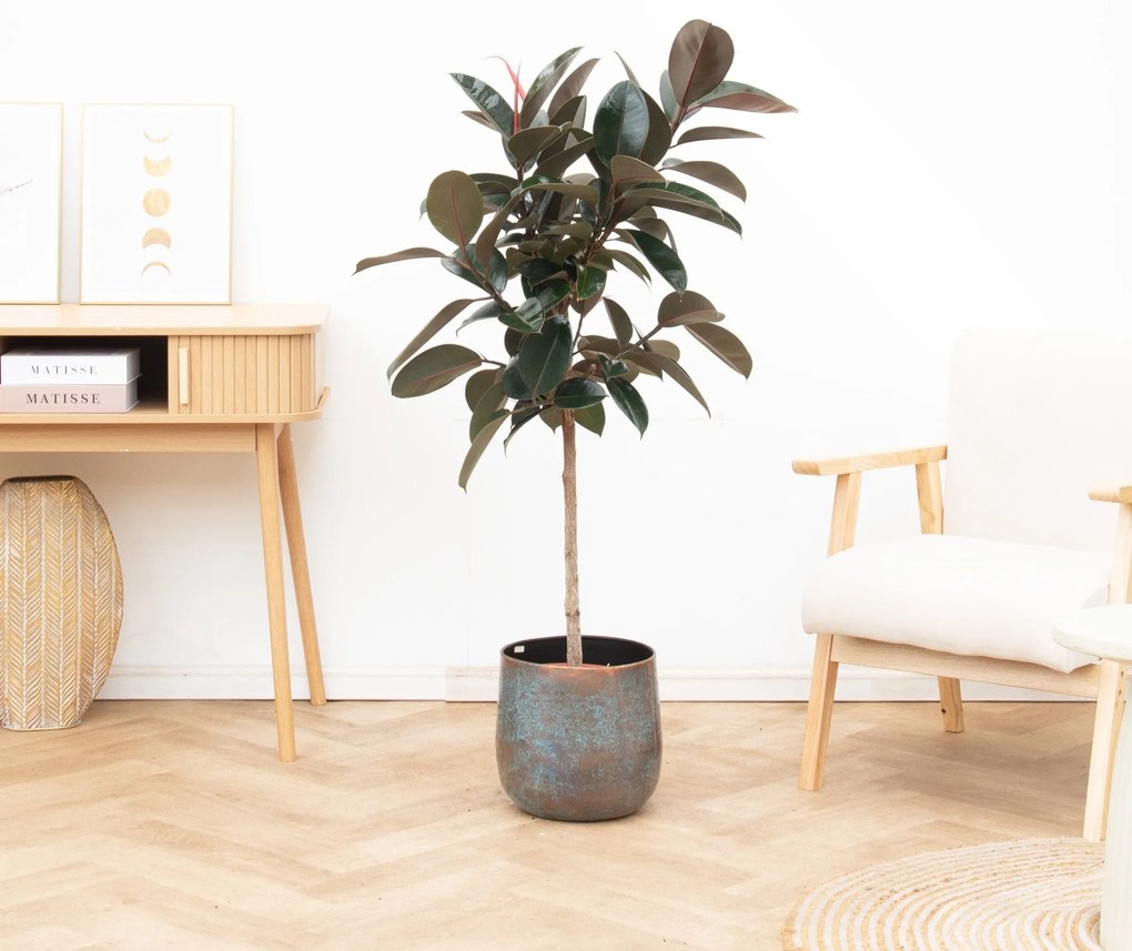 Combi deal - Ficus Elastica Abidjan inclusief Jolien Mystic Blue - 140cm