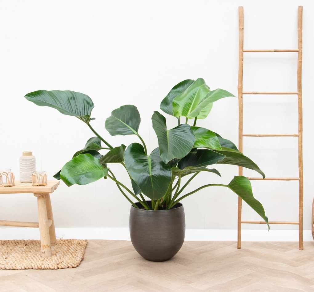 Philodendron Green Beauty - 100cm