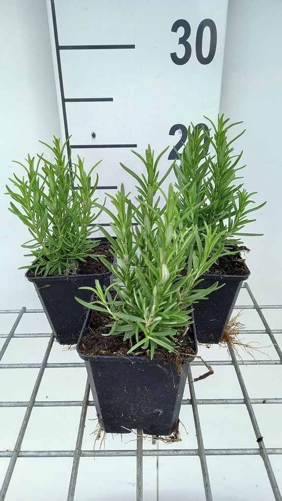Rozemarijn - pot 9x9 cm (Rosmarinus officinalis) -
