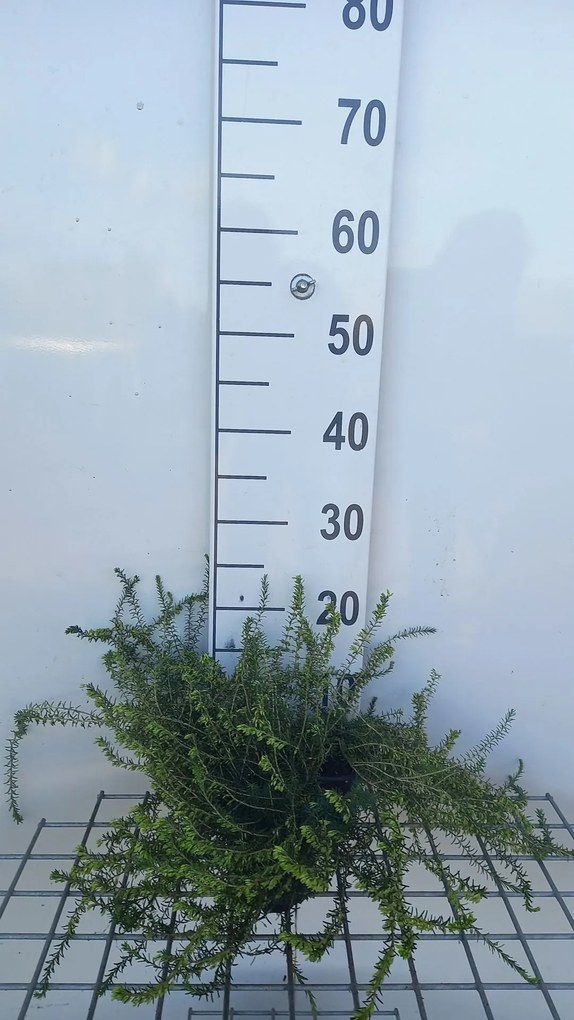 Erica x darleyensis 'White Perfection' - pot diameter 10,5 cm - 10-12 cm -