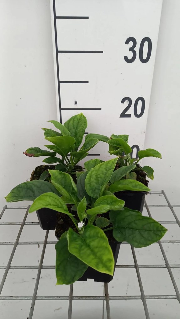 Omphalodes verna 'Alba' - pot 9x9 cm