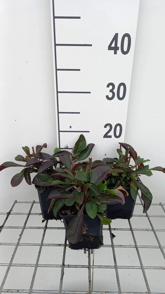 Penstemon 'Dark Towers' - pot 9x9 cm -