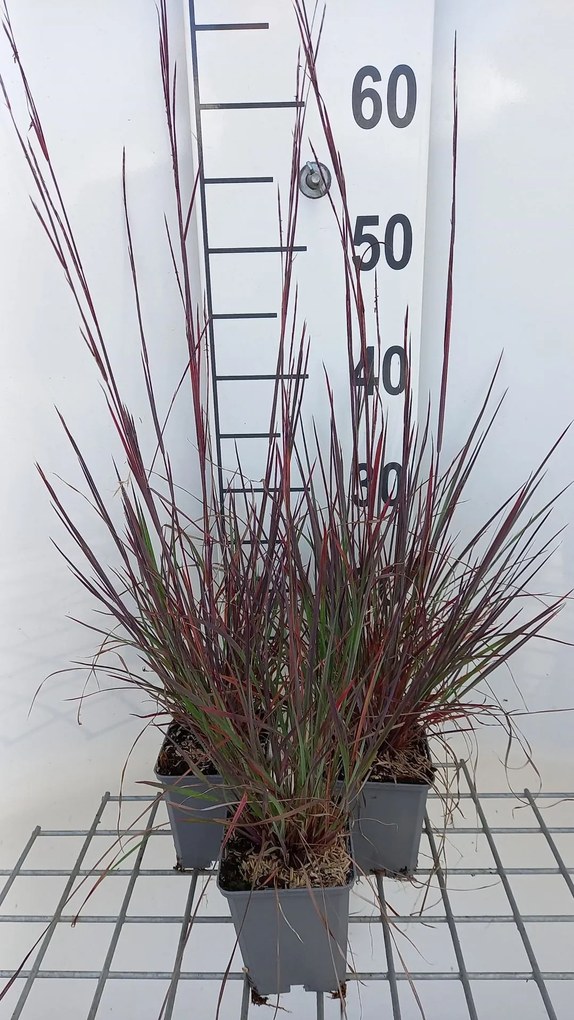 Schizachyrium scoparium 'Blue Heaven' - pot 9x9 cm
