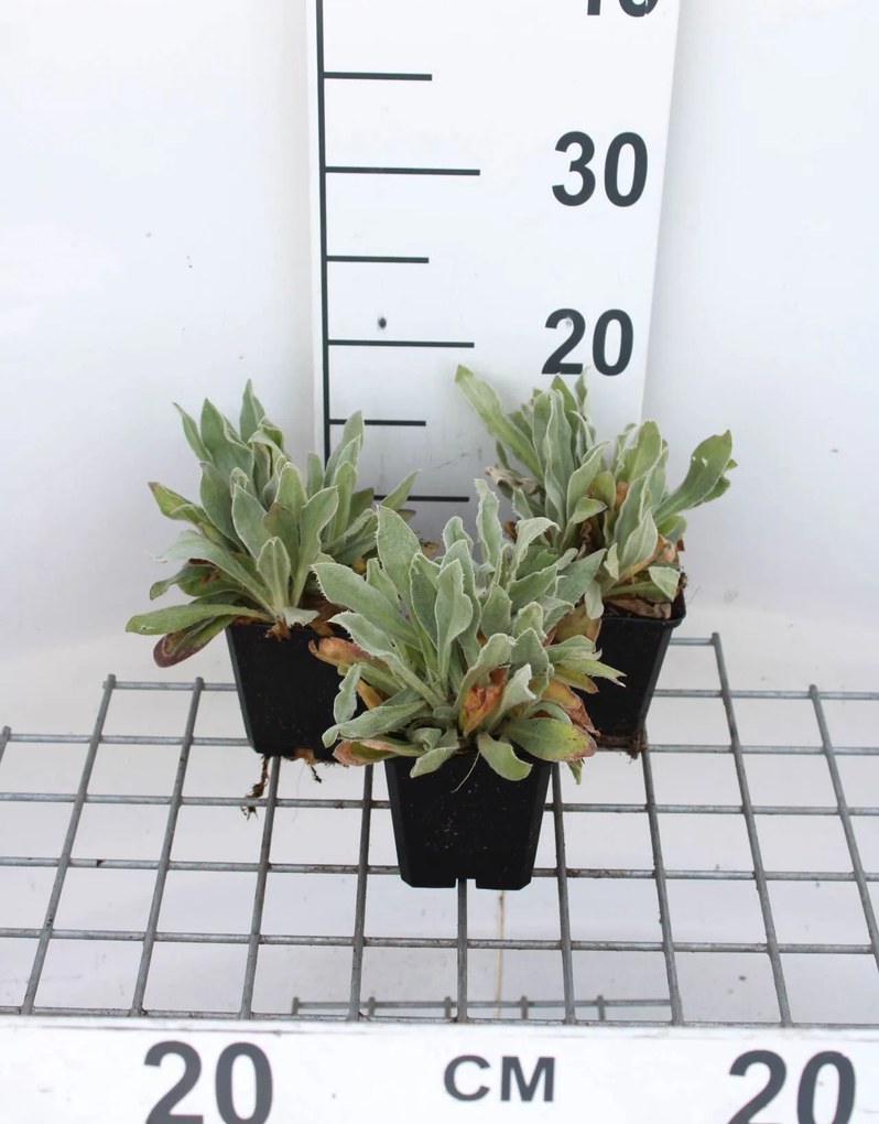 Lychnis alpina 'Alba' - pot 9x9 cm