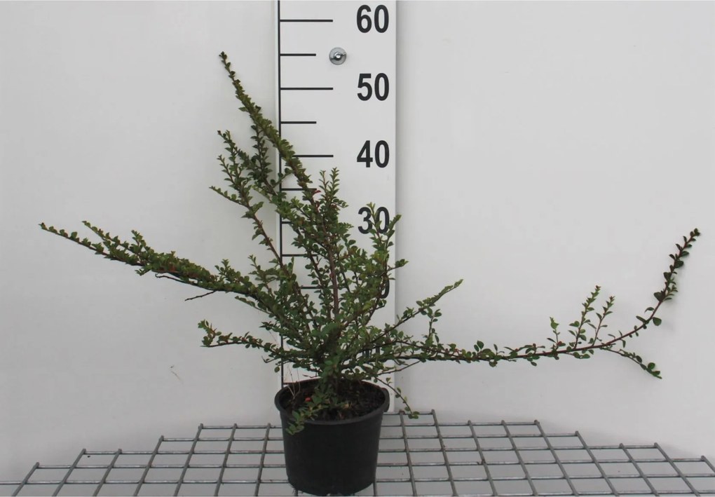 Cotoneaster horizontalis - pot 1,3L - 20-25 cm