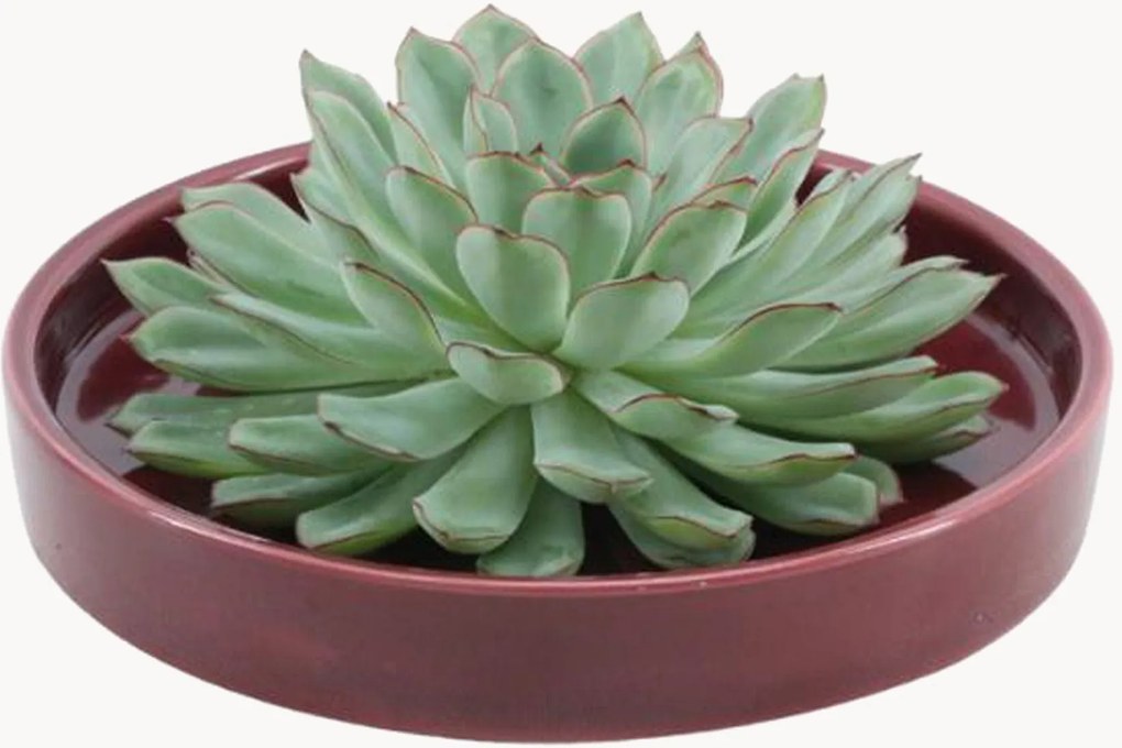 Plant Echeveria Pulidonis