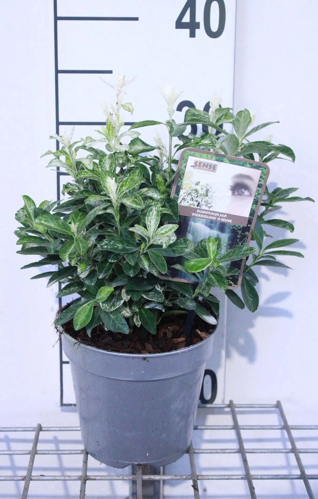 Euonymus japonicus'Heespierrolino'(Pierrolino) - pot 1,5L - 20-25 cm