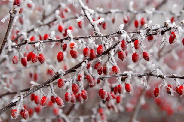 Foto branches of bush with red berries, Jana Milin