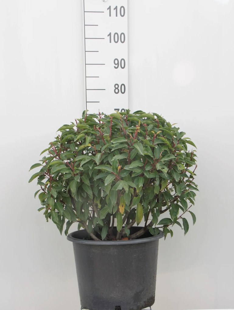 Prunus lusitanica 'Angustifolia' - pot - bolvorm diameter 50+ cm