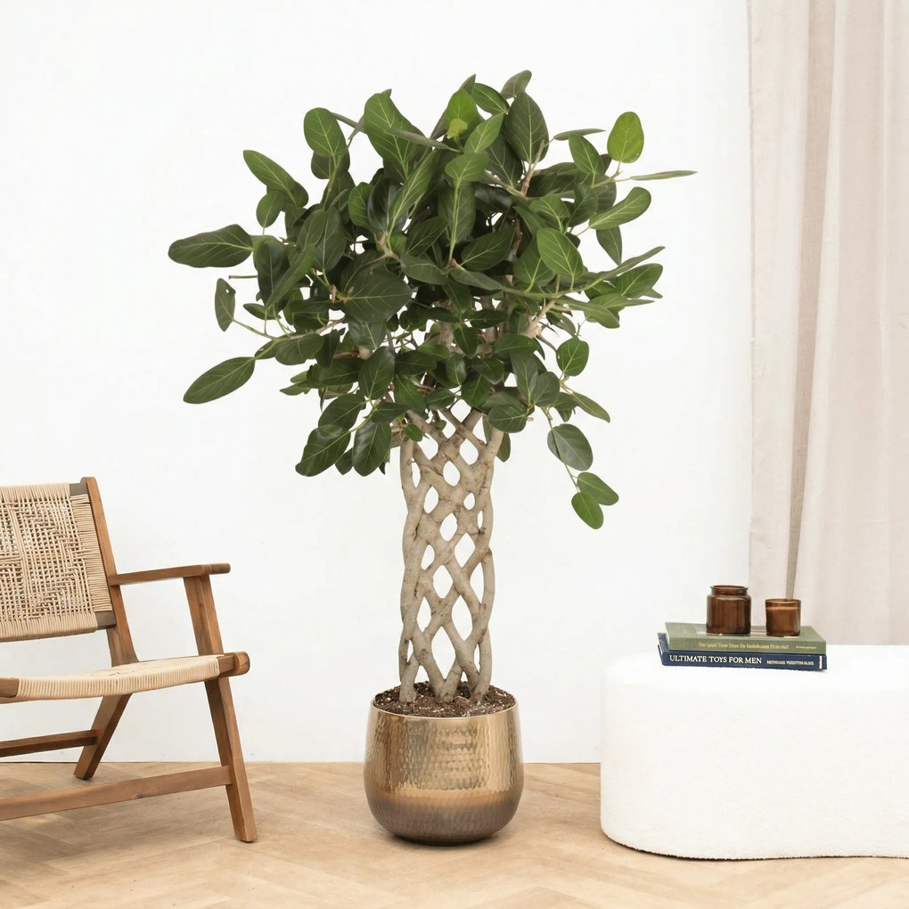 Ficus Benghalensis gevlochten mat - 160 cm