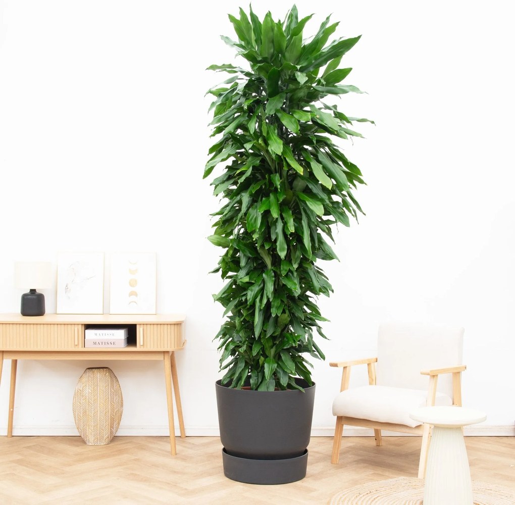 Dracaena Janet Lind vertakt - 230 cm