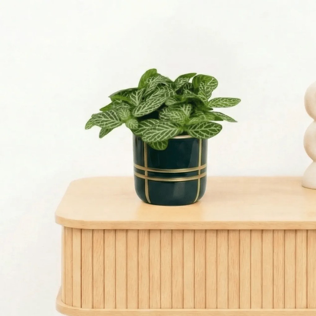 Bambino Fittonia Verschaffeltii - 10cm