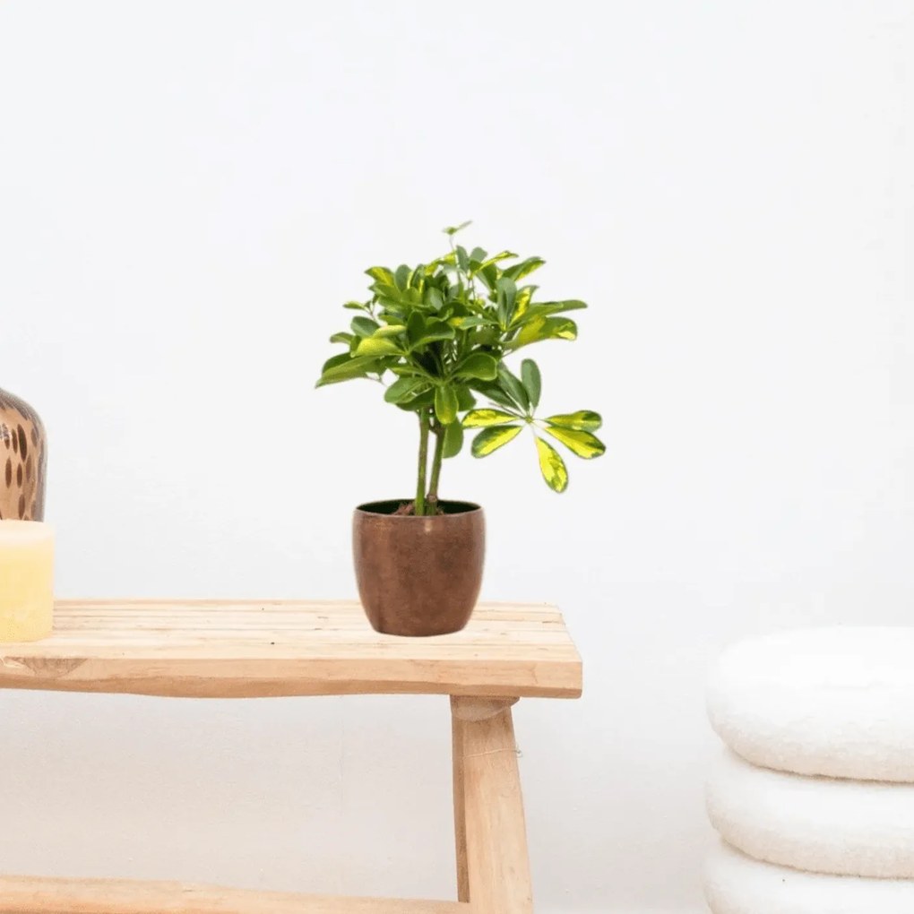 Schefflera Gold Capella op stam - 50cm