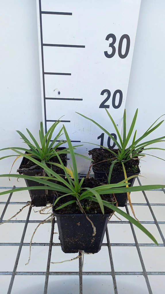 Agapanthus 'AGA04051' (Brilliant Blue) - pot 9x9 cm