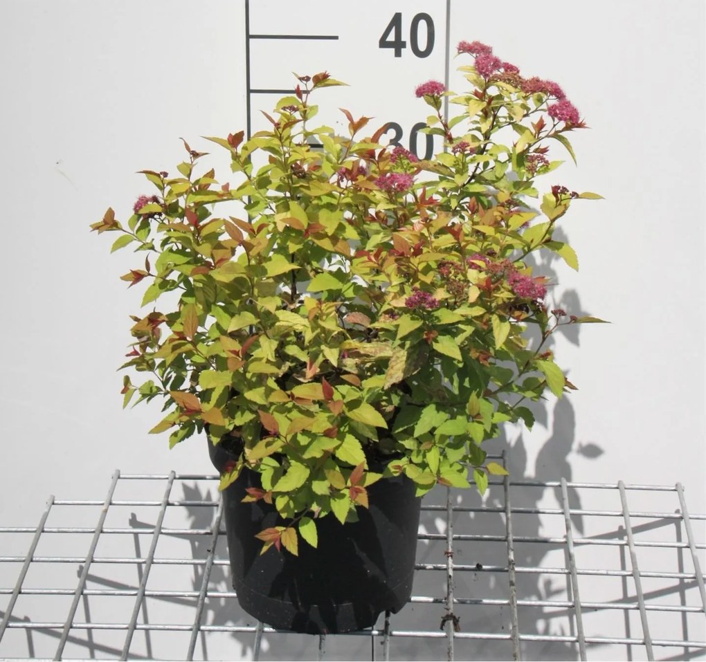 Spiraea japonica'Firelight'- pot 3L - 25-30 cm